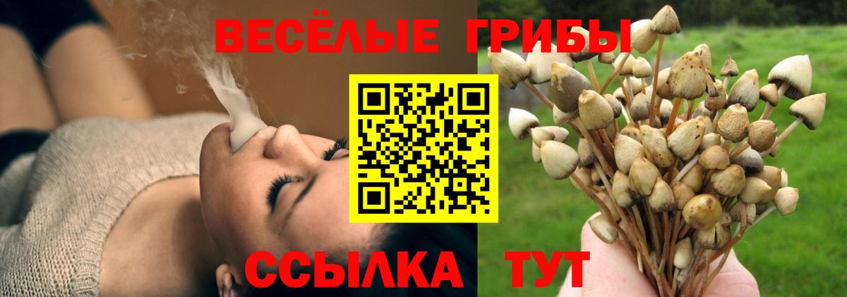 Галлюциногенные грибы Psilocybine cubensis Березники